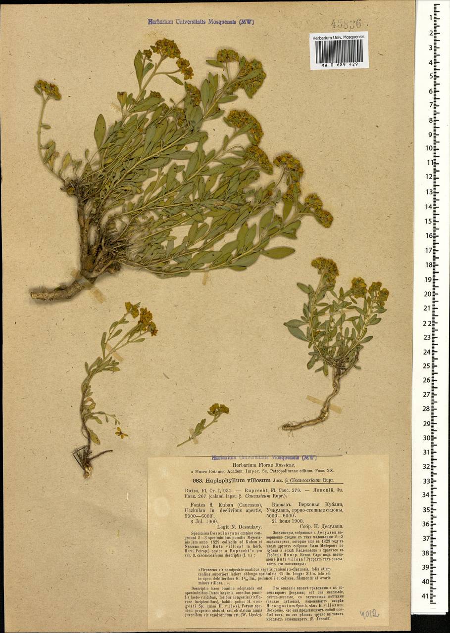 Цельнолистник предкавказский (Rupr.) Grossh. & Vved., Кавказ, Ставропольский край, Карачаево-Черкесия, Кабардино-Балкария (K1b) (Россия)