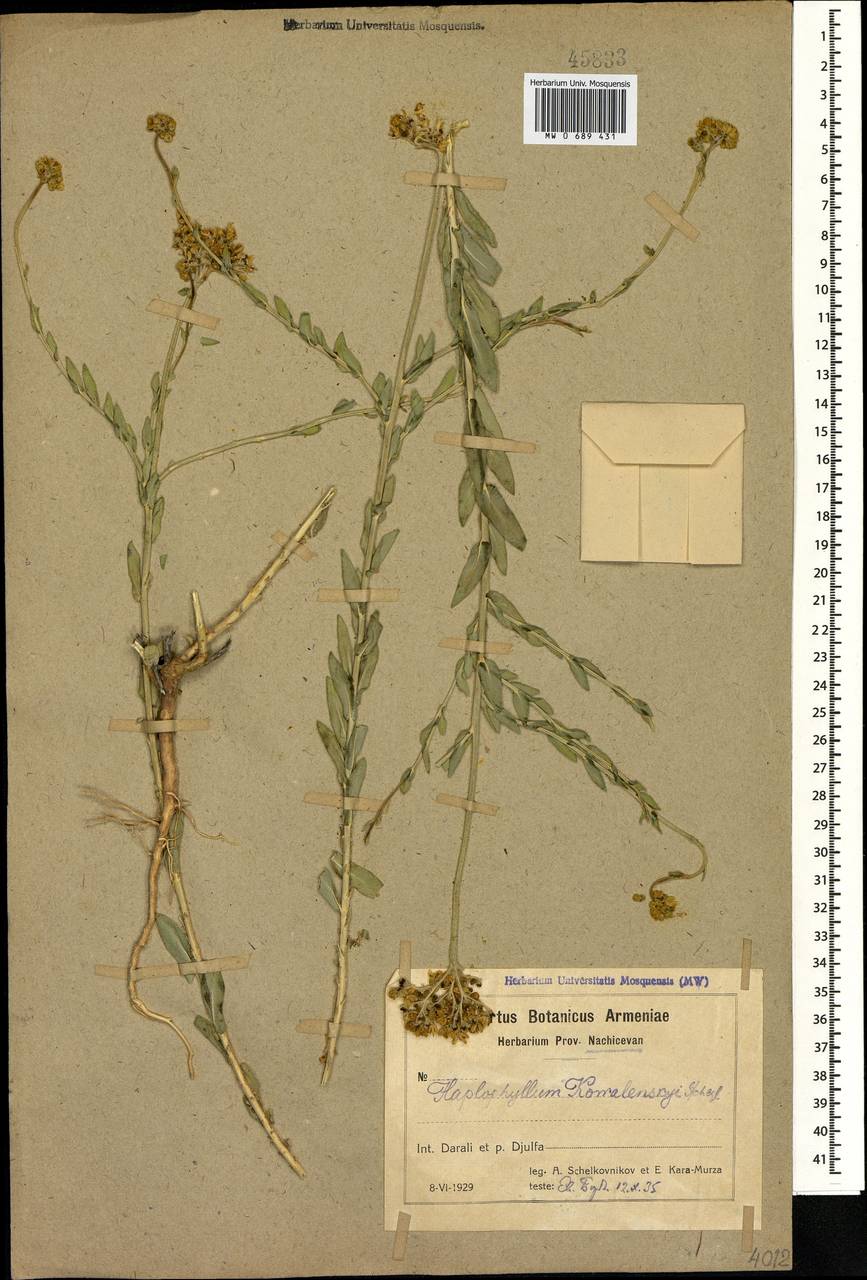 Haplophyllum kowalenskyi Stschegl., Кавказ, Азербайджан (K6) (Азербайджан)