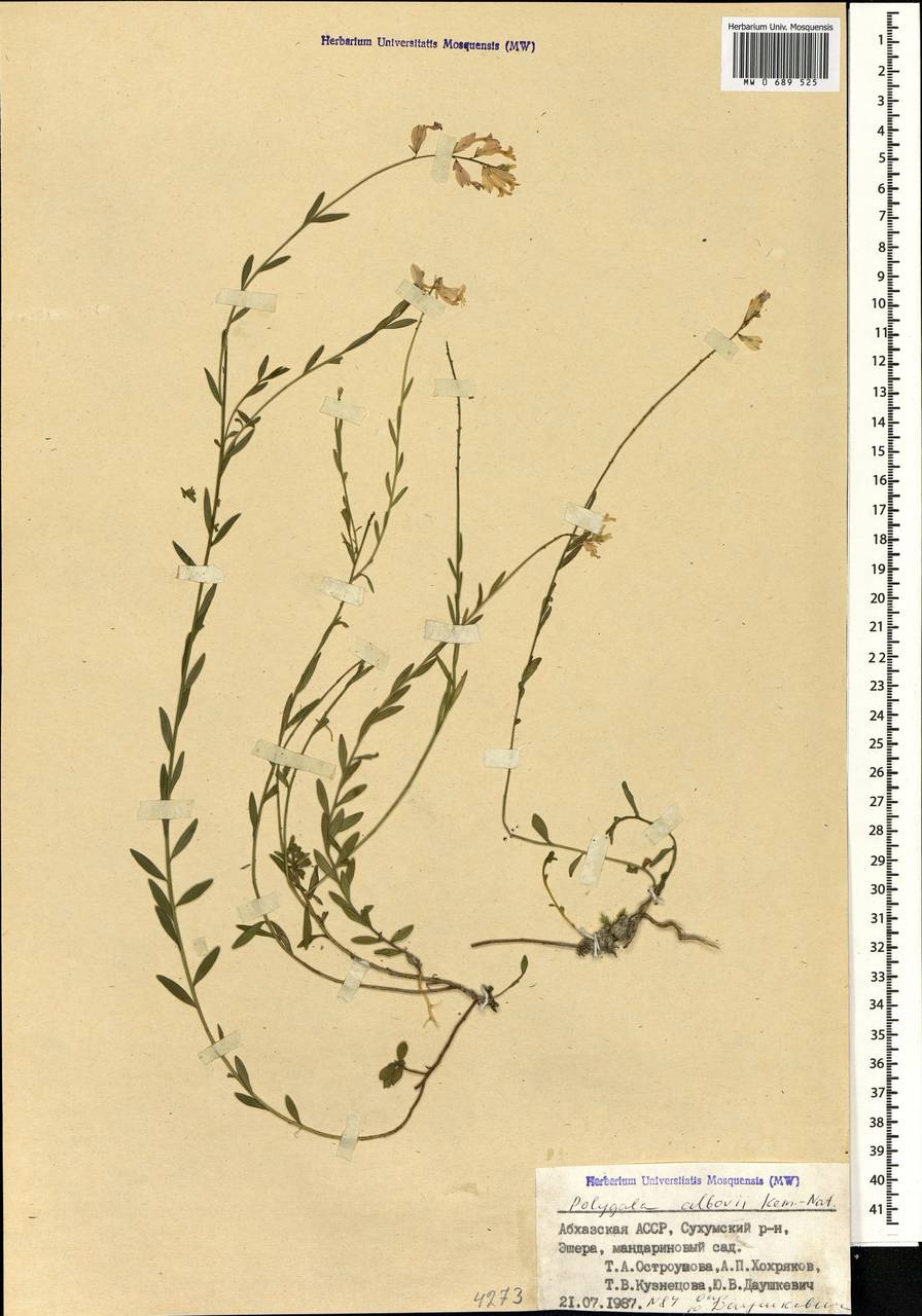 Polygala albowii Kemul.-Nath., Кавказ, Абхазия (K4a) (Абхазия)