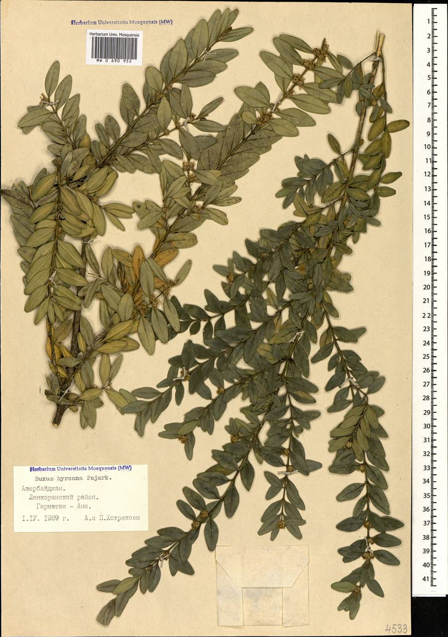 Самшит вечнозеленый, Самшит обыковенный L., Кавказ, Азербайджан (K6) (Азербайджан)