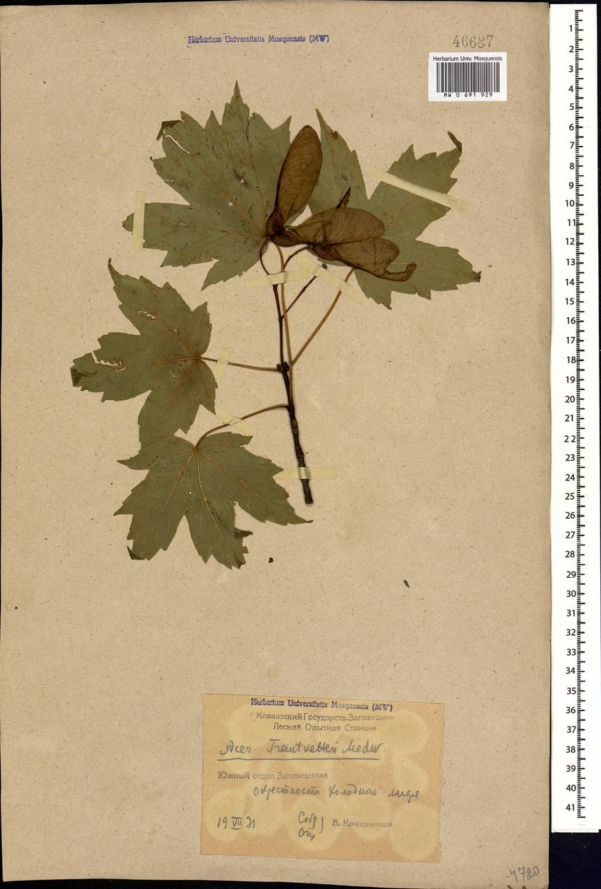Acer heldreichii subsp. trautvetteri (Medw.) A.E.Murray, Кавказ, Краснодарский край и Адыгея (K1a) (Россия)