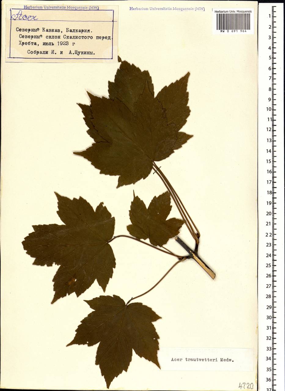 4. Acer trautvetteri