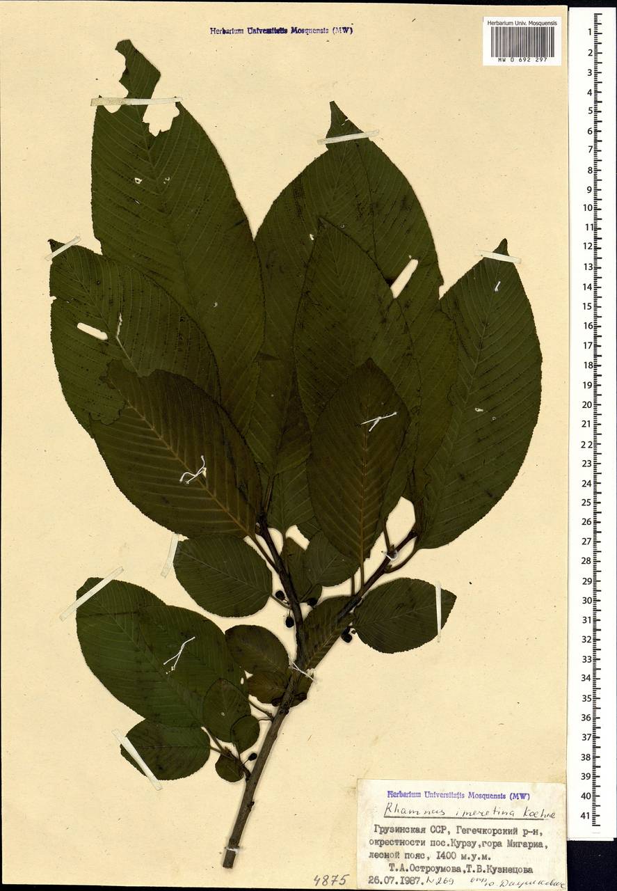 Atadinus imeretinus (Booth, Petz. & G. Kirchn.) Hauenschild, Кавказ, Грузия (K4) (Грузия)