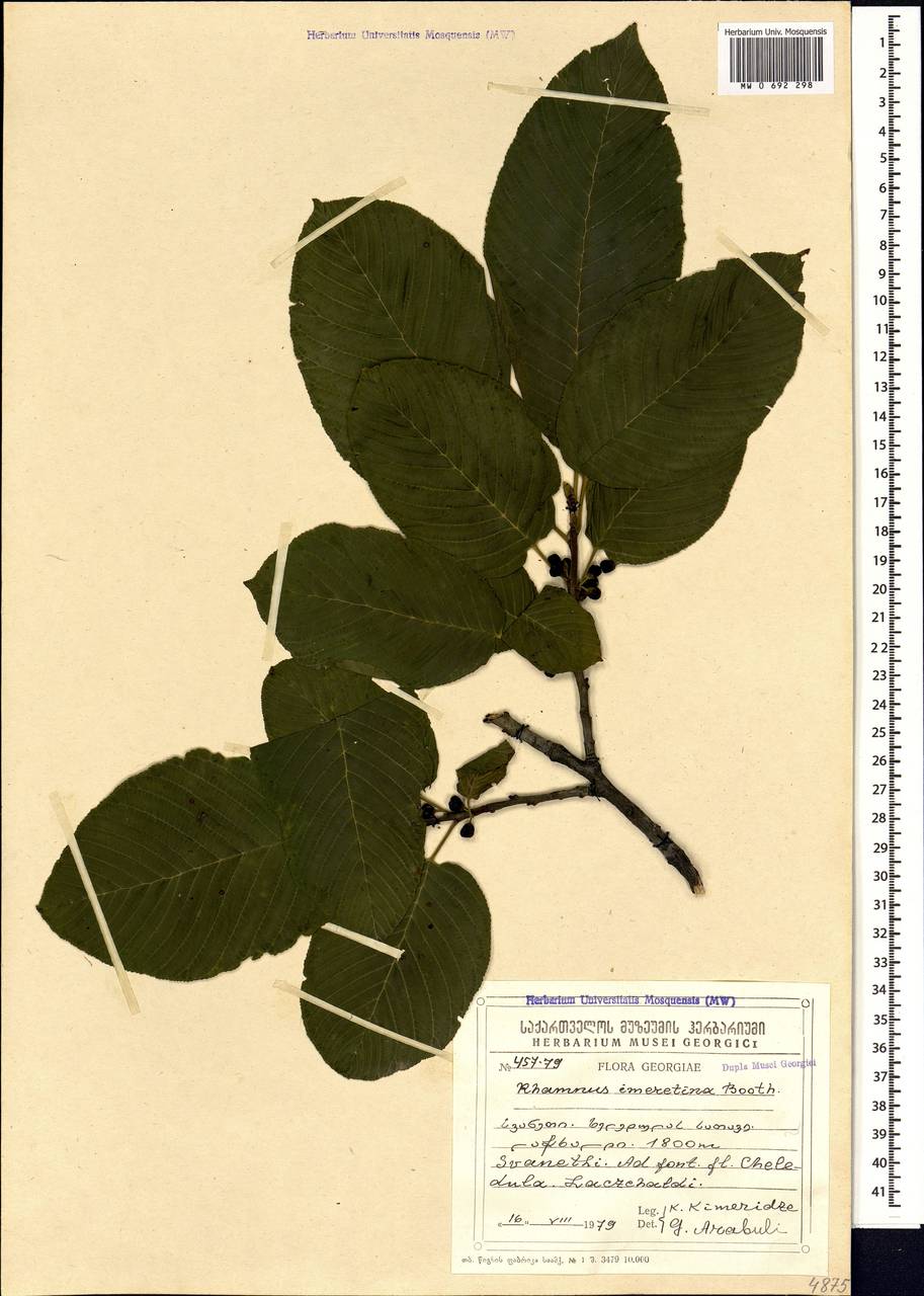 Atadinus imeretinus (Booth, Petz. & G. Kirchn.) Hauenschild, Кавказ, Грузия (K4) (Грузия)