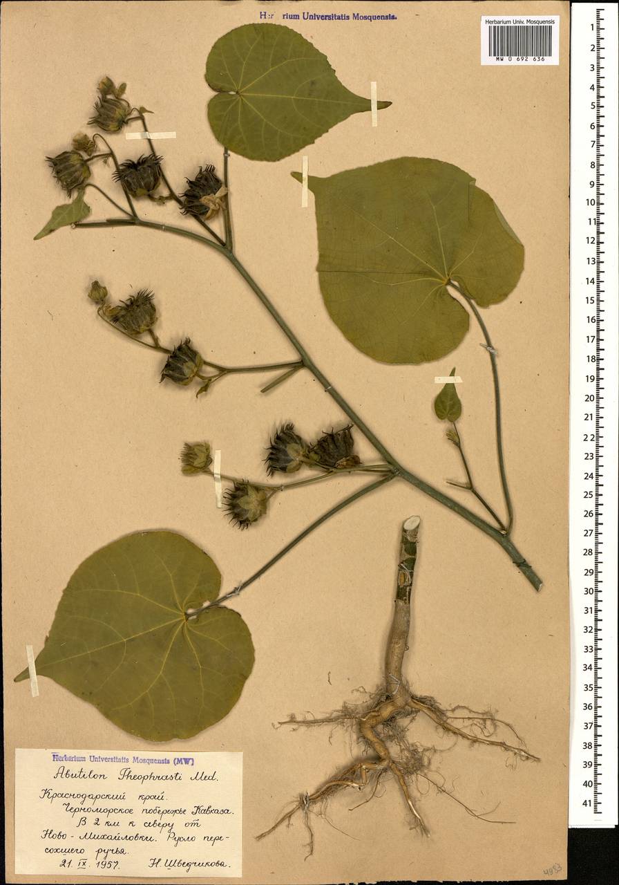 Abutilon theophrasti medik