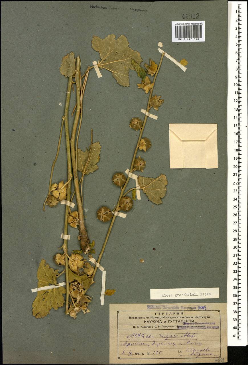 Шток-роза Гроссгейма Iljin, Кавказ, Армения (K5) (Армения)