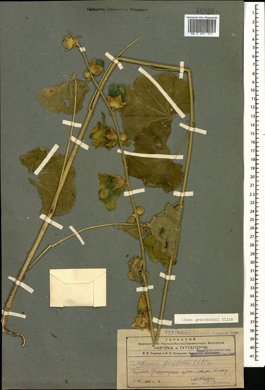 Шток-роза Гроссгейма Iljin, Кавказ, Армения (K5) (Армения)