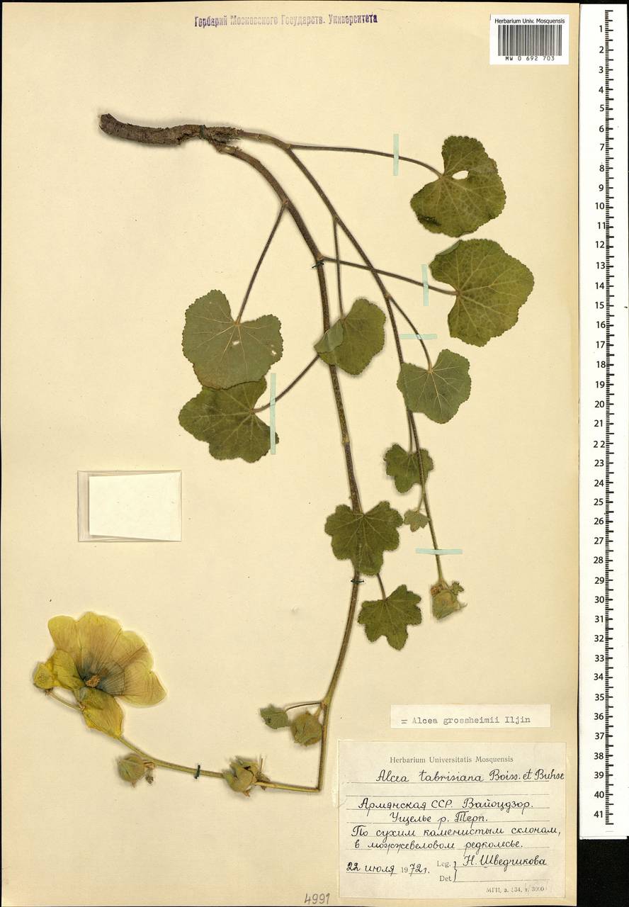 Шток-роза Гроссгейма Iljin, Кавказ, Армения (K5) (Армения)