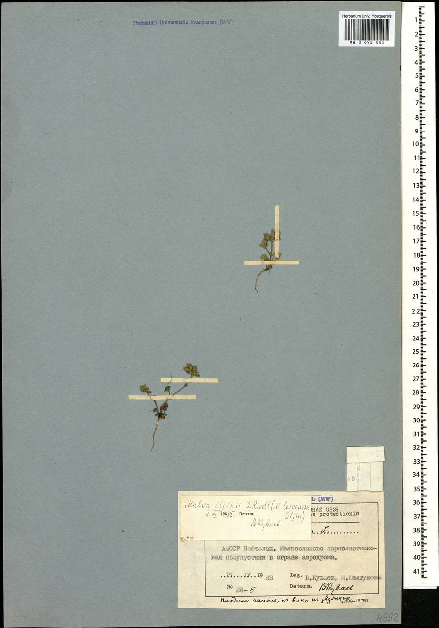 Malva aegyptia subsp. aegyptia, Кавказ, Азербайджан (K6) (Азербайджан)