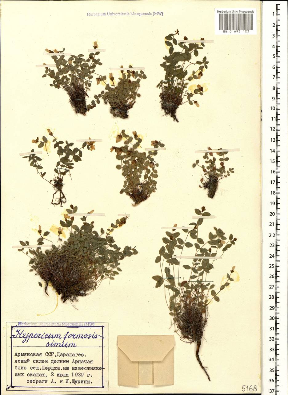 Hypericum formosissimum Takht., Кавказ, Армения (K5) (Армения)