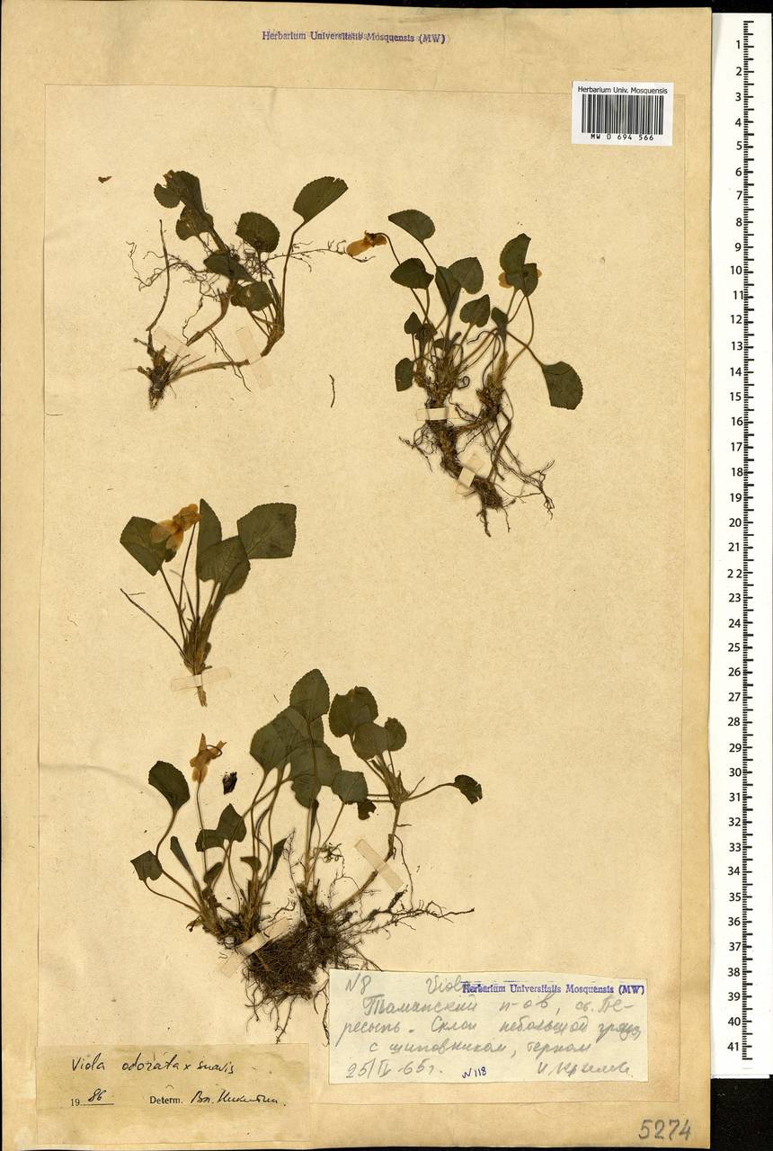 Viola ×vindobonensis Wiesb., Кавказ, Краснодарский край и Адыгея (K1a) (Россия)