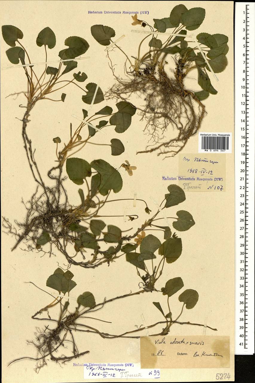 Viola ×vindobonensis Wiesb., Кавказ, Ставропольский край, Карачаево-Черкесия, Кабардино-Балкария (K1b) (Россия)