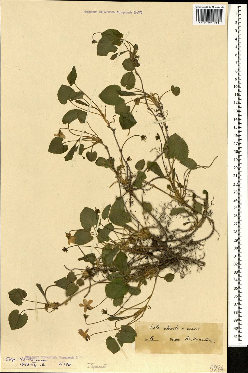 Viola ×vindobonensis Wiesb., Кавказ, Ставропольский край, Карачаево-Черкесия, Кабардино-Балкария (K1b) (Россия)
