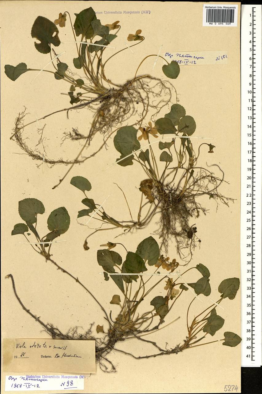Viola ×vindobonensis Wiesb., Кавказ, Ставропольский край, Карачаево-Черкесия, Кабардино-Балкария (K1b) (Россия)