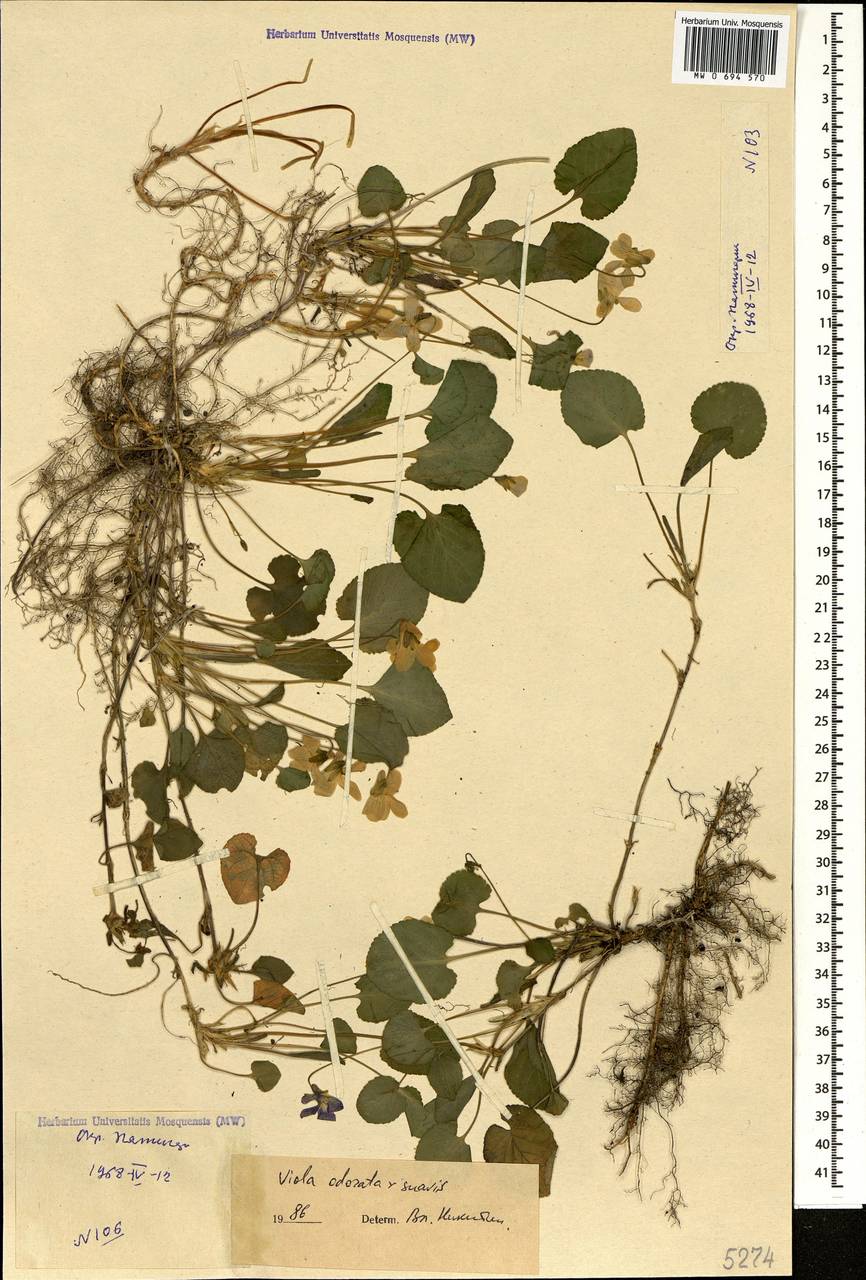 Viola ×vindobonensis Wiesb., Кавказ, Ставропольский край, Карачаево-Черкесия, Кабардино-Балкария (K1b) (Россия)