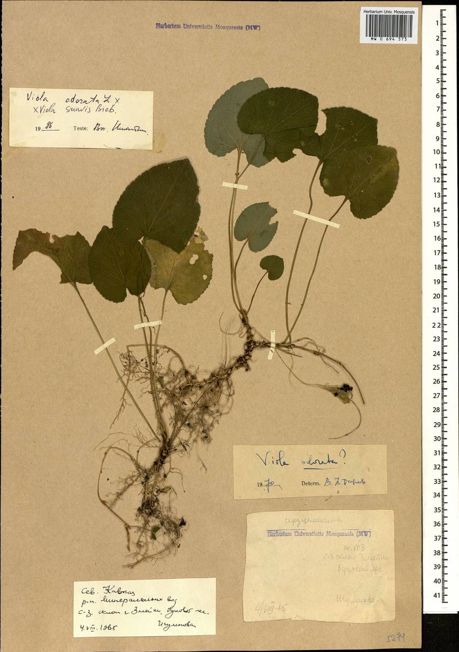 Viola ×vindobonensis Wiesb., Кавказ, Ставропольский край, Карачаево-Черкесия, Кабардино-Балкария (K1b) (Россия)