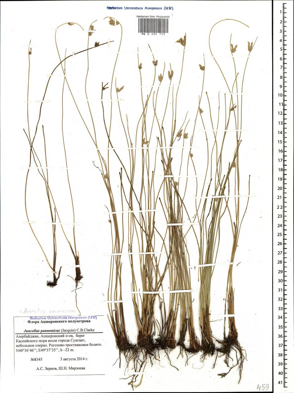 Juncellus serotinus Clarke