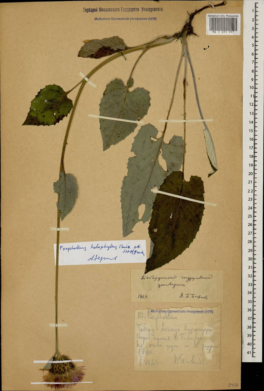 Псефеллюс цельнолистный (Soczava & Lipatova) Greuter, Кавказ, Ставропольский край, Карачаево-Черкесия, Кабардино-Балкария (K1b) (Россия)