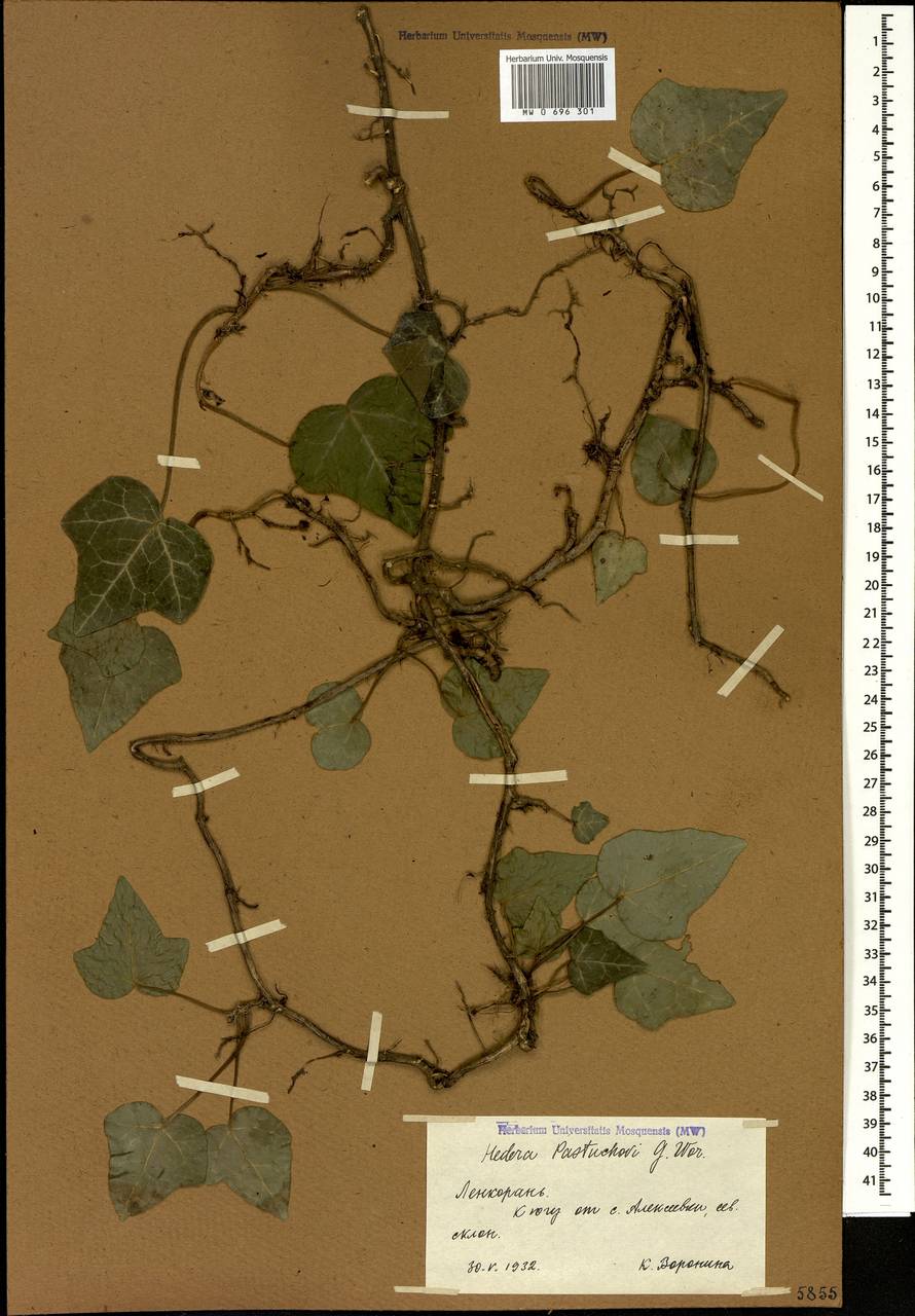 Hedera pastuchowii