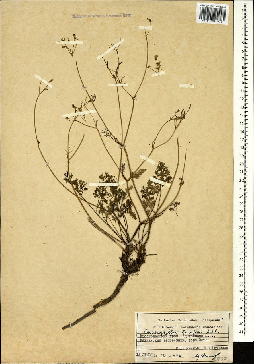Бутень Бородина Albov, Кавказ, Краснодарский край и Адыгея (K1a) (Россия)