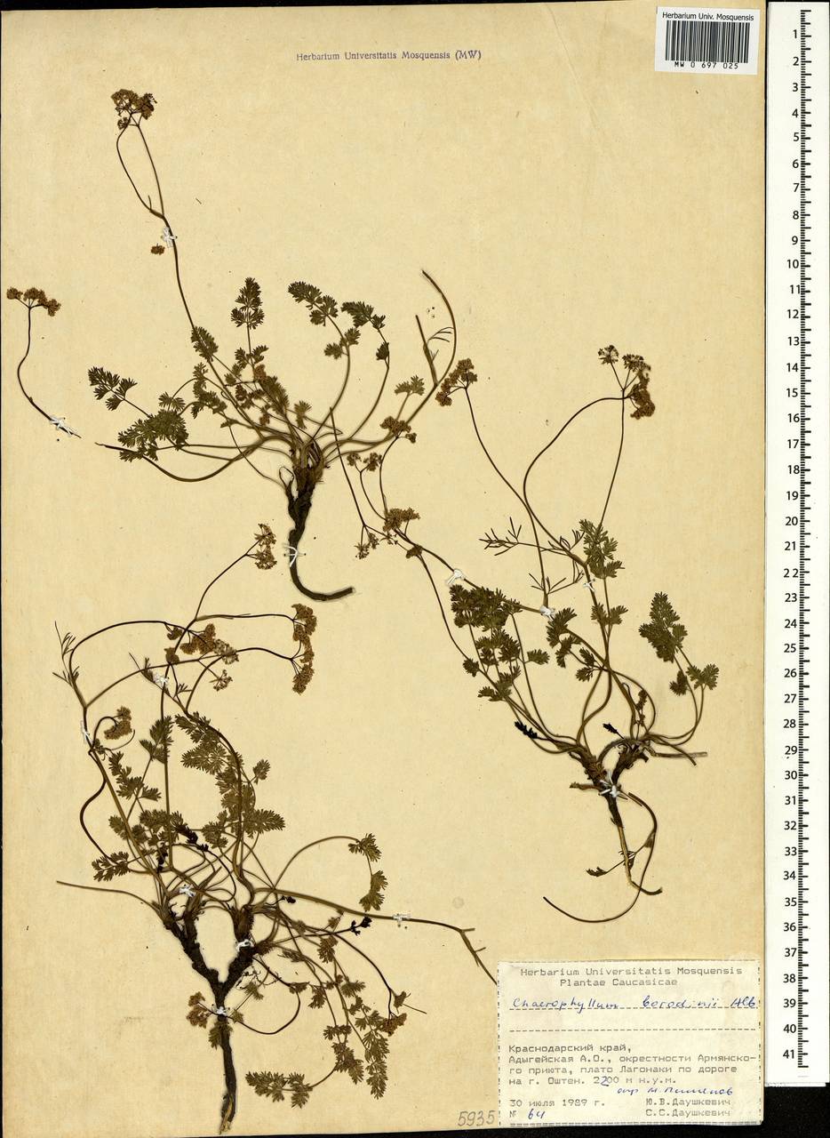 Бутень Бородина Albov, Кавказ, Краснодарский край и Адыгея (K1a) (Россия)