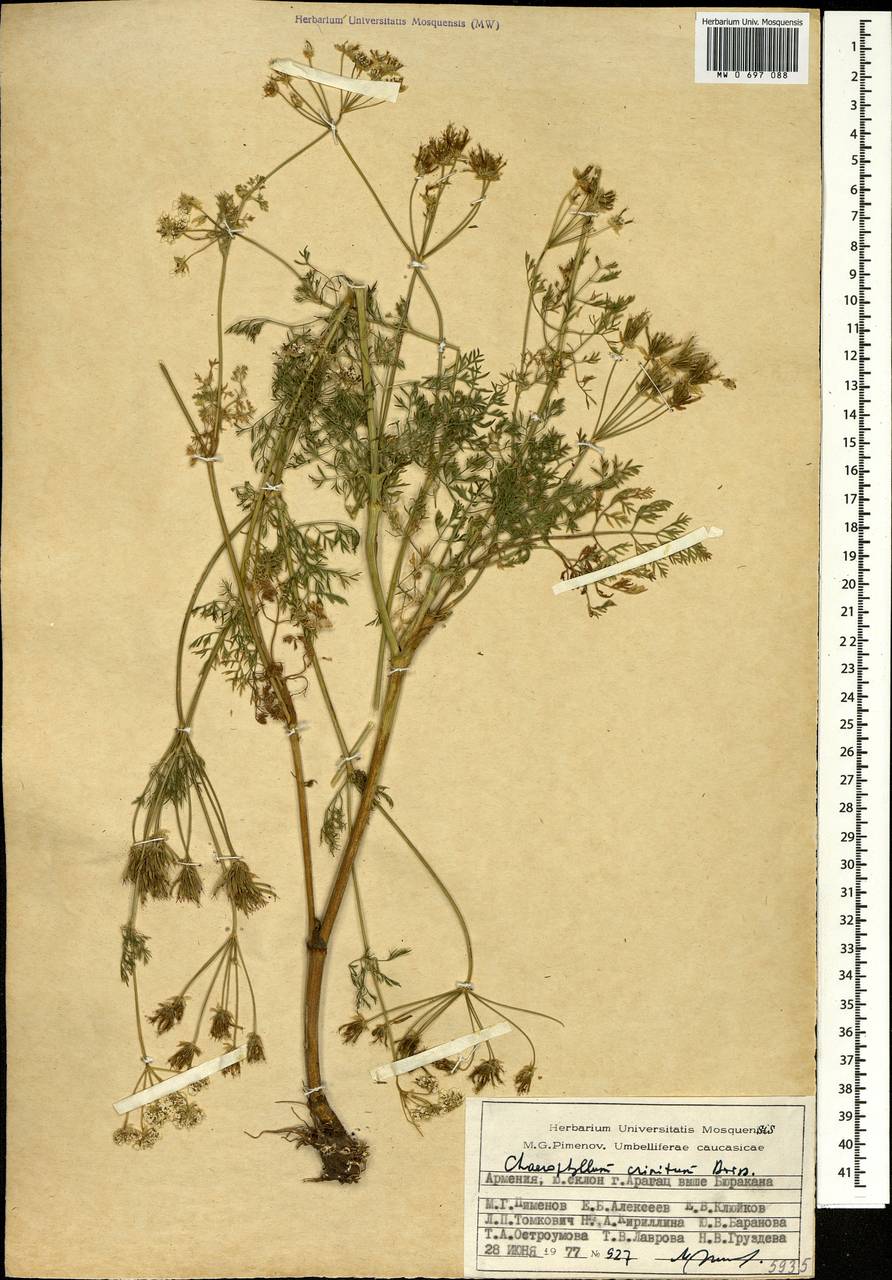 Бутень длинноволосый Boiss., Кавказ, Армения (K5) (Армения)