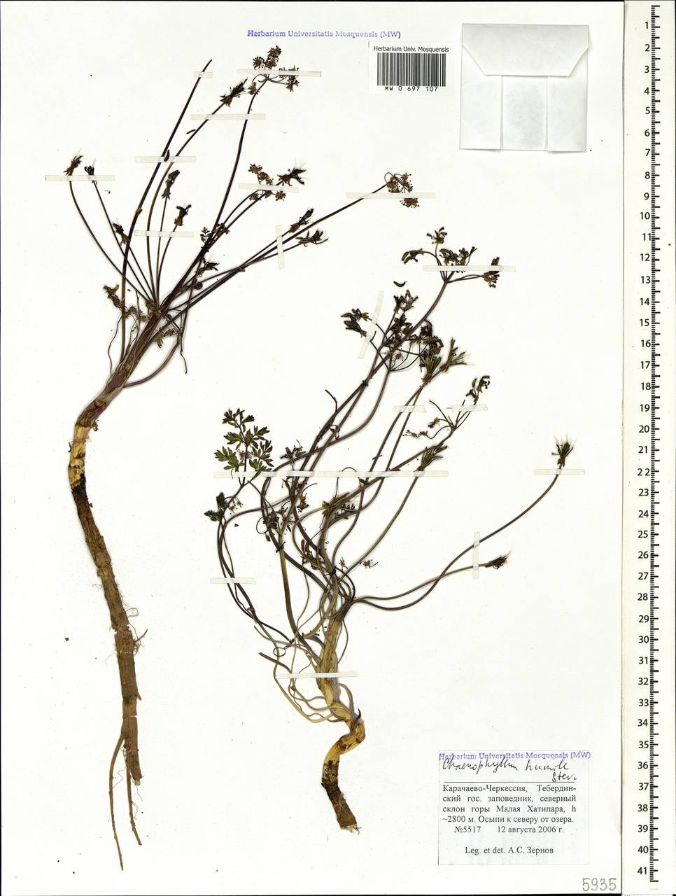 Бутень приземистый M.Bieb., Кавказ, Ставропольский край, Карачаево-Черкесия, Кабардино-Балкария (K1b) (Россия)