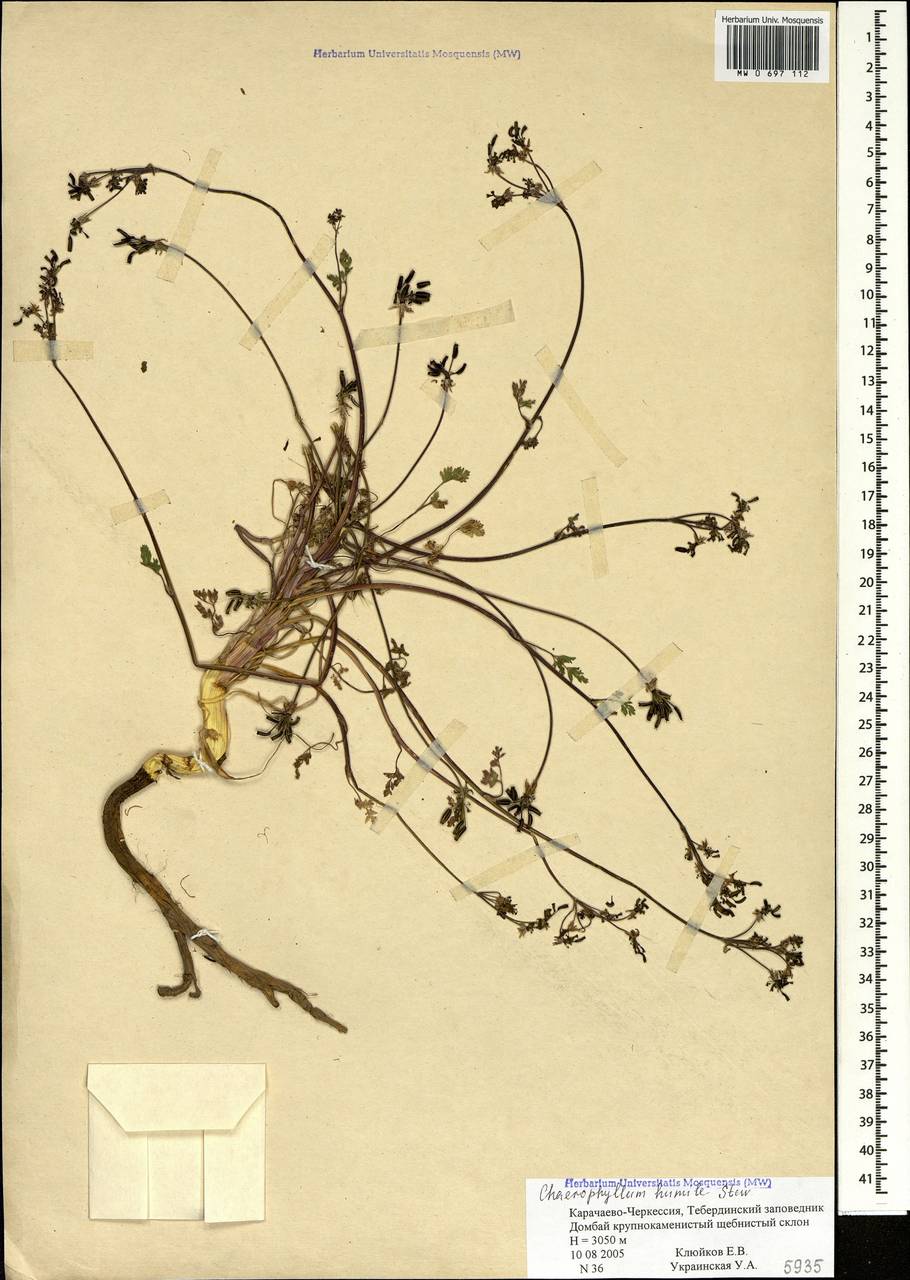 Бутень приземистый M.Bieb., Кавказ, Ставропольский край, Карачаево-Черкесия, Кабардино-Балкария (K1b) (Россия)