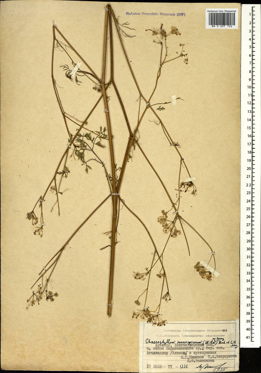 Бутень крупноплодный (Willd. ex Spreng.) Fisch. & C.A.Mey., Кавказ, Армения (K5) (Армения)