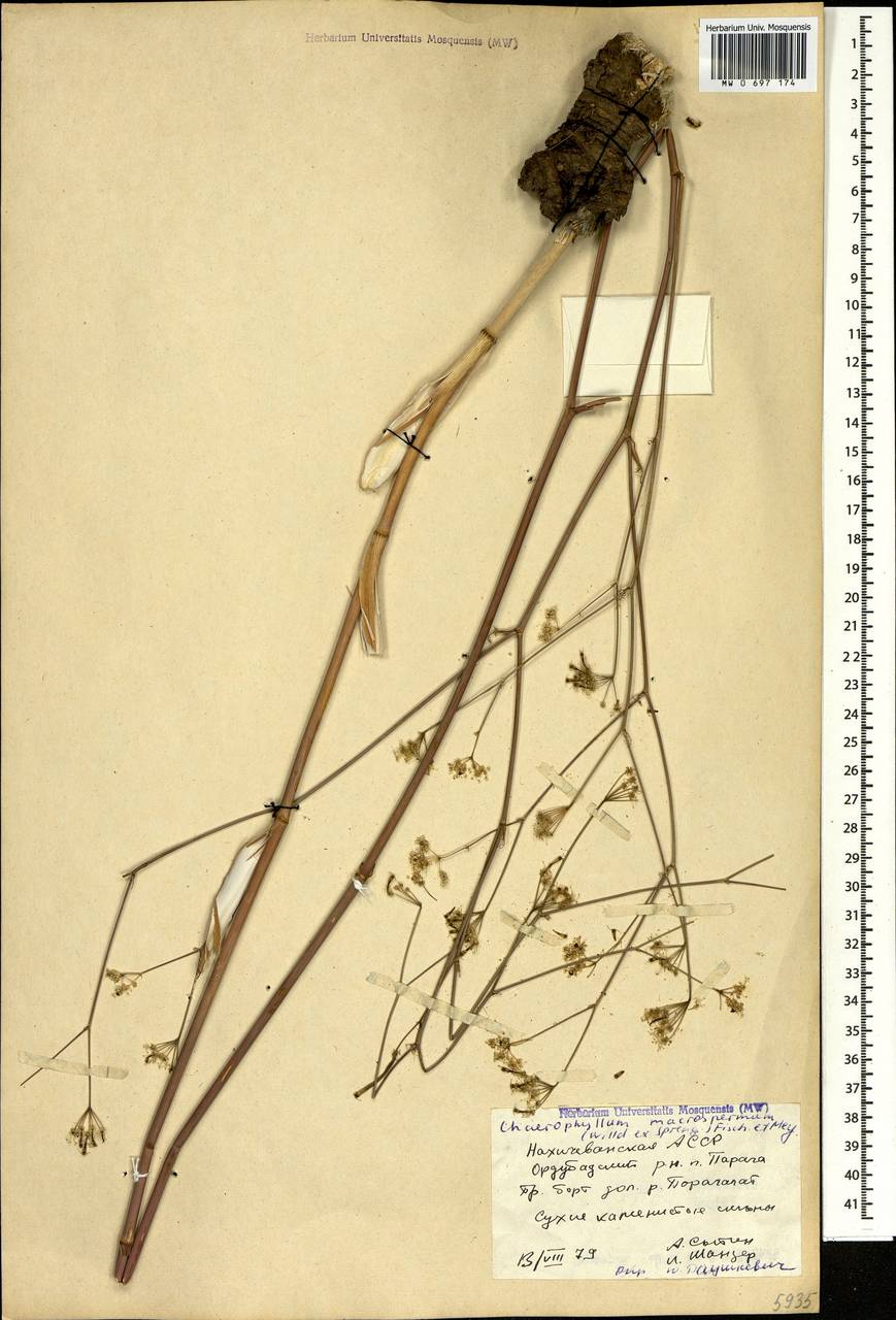 Бутень крупноплодный (Willd. ex Spreng.) Fisch. & C. A. Mey., Кавказ, Азербайджан (K6) (Азербайджан)