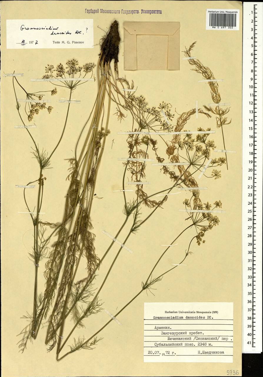 Граммосциадиум морковевидный DC., Кавказ, Армения (K5) (Армения)
