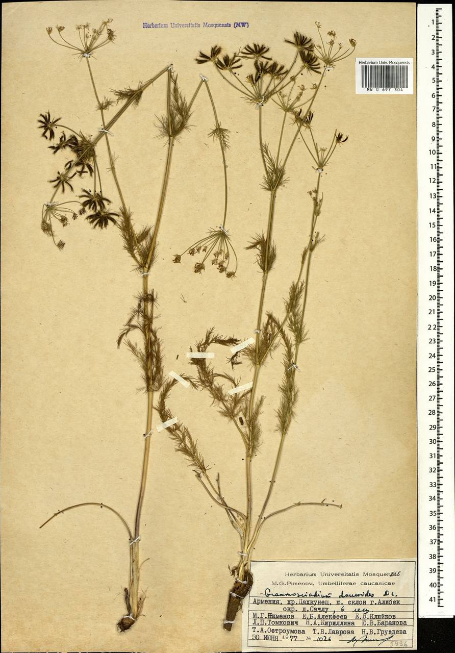 Граммосциадиум морковевидный DC., Кавказ, Армения (K5) (Армения)