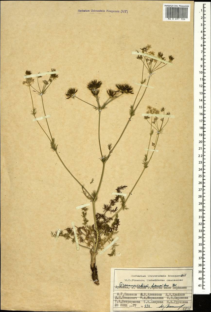 Граммосциадиум морковевидный DC., Кавказ, Армения (K5) (Армения)