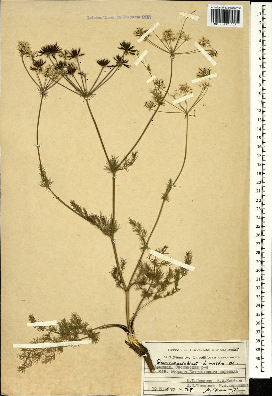 Граммосциадиум морковевидный DC., Кавказ, Армения (K5) (Армения)
