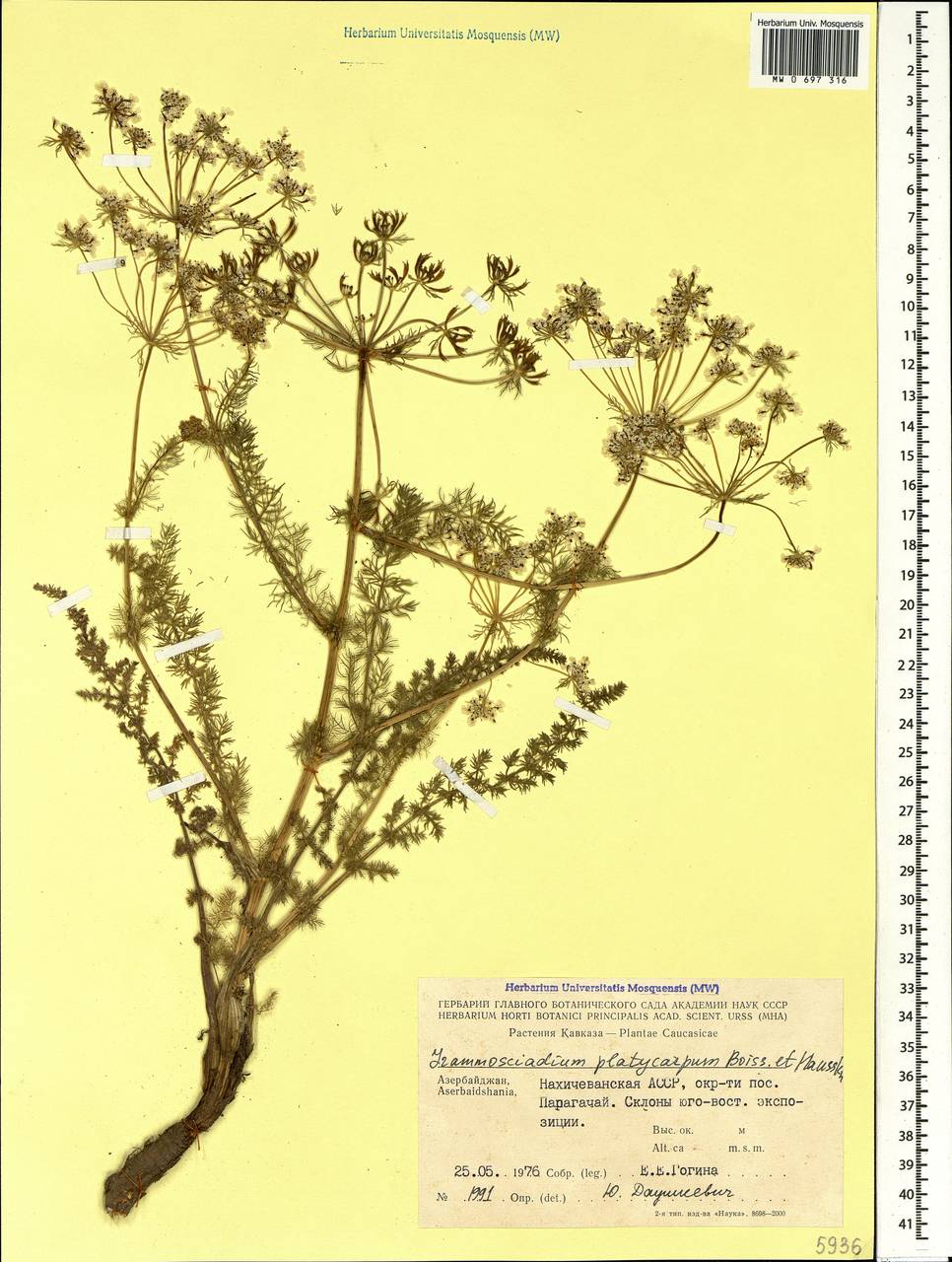 Caropodium platycarpum (Boiss. & Hausskn.) Schischk., Кавказ, Азербайджан (K6) (Азербайджан)