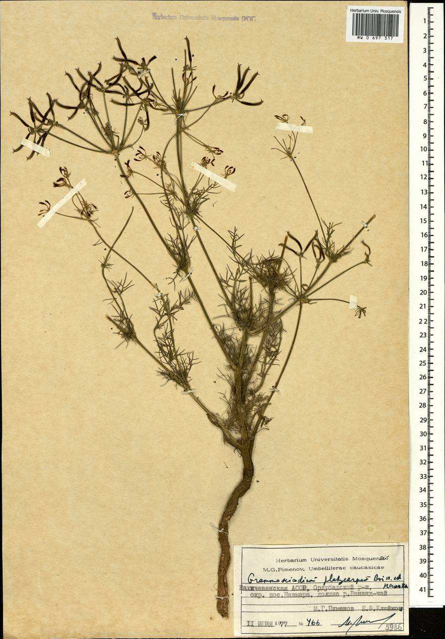 Caropodium platycarpum (Boiss. & Hausskn.) Schischk., Кавказ, Азербайджан (K6) (Азербайджан)