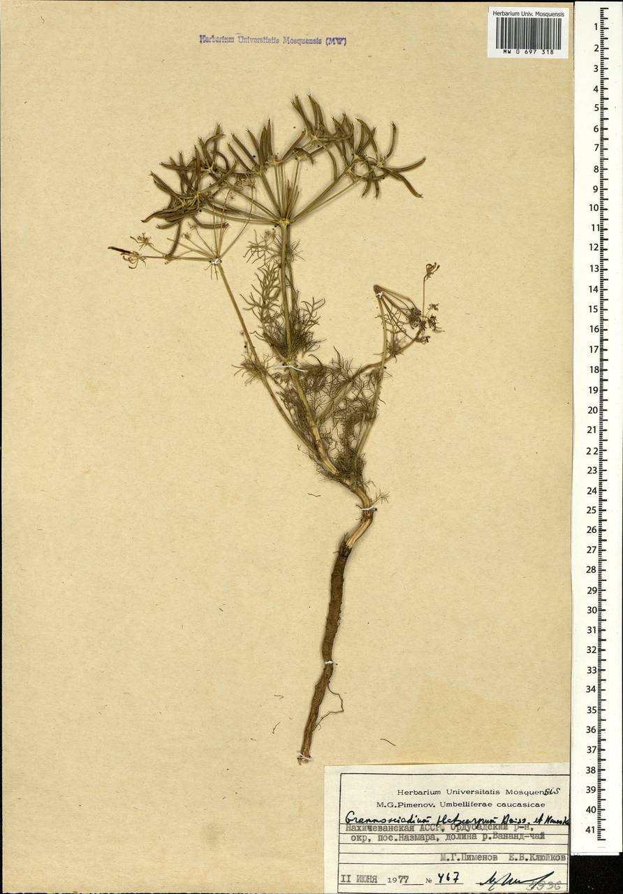 Caropodium platycarpum (Boiss. & Hausskn.) Schischk., Кавказ, Азербайджан (K6) (Азербайджан)