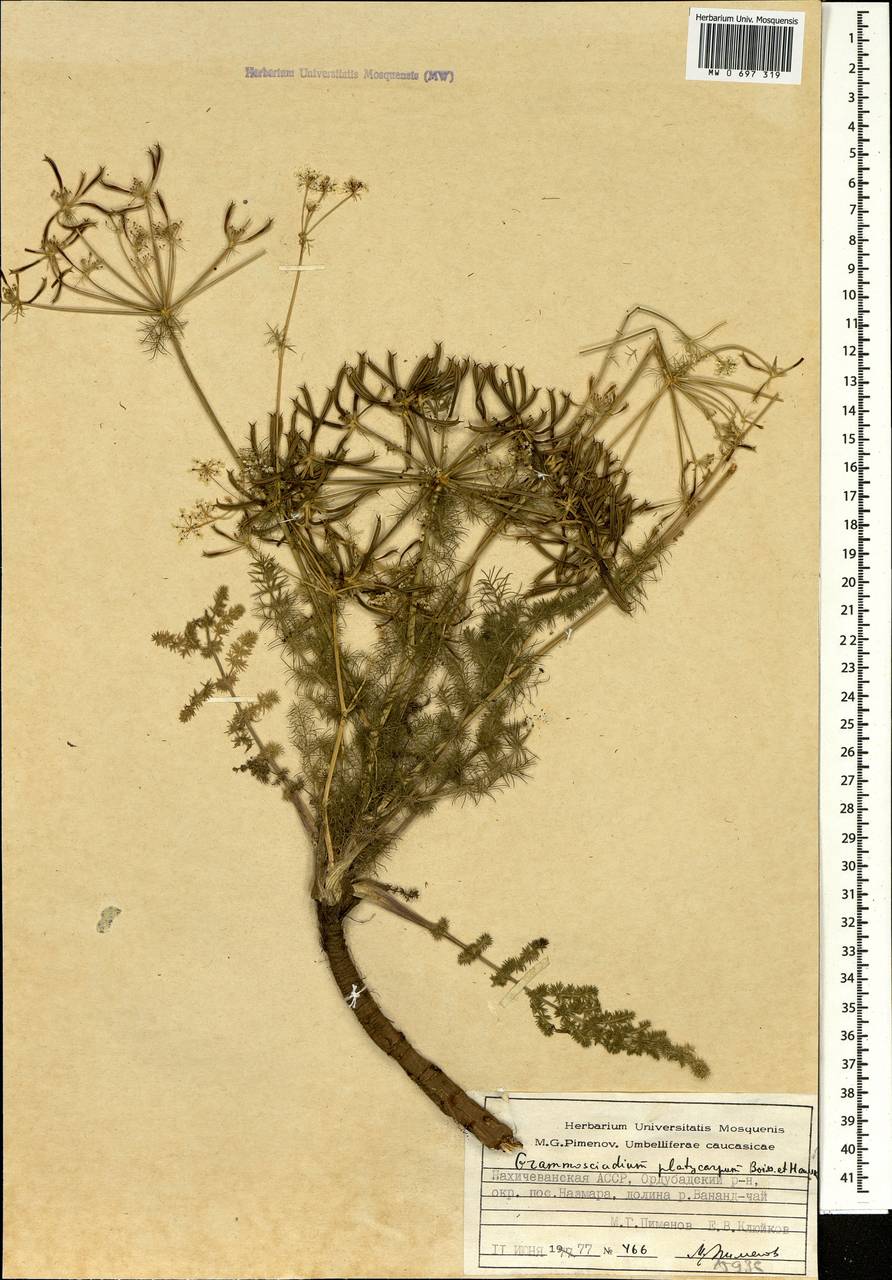Caropodium platycarpum (Boiss. & Hausskn.) Schischk., Кавказ, Азербайджан (K6) (Азербайджан)