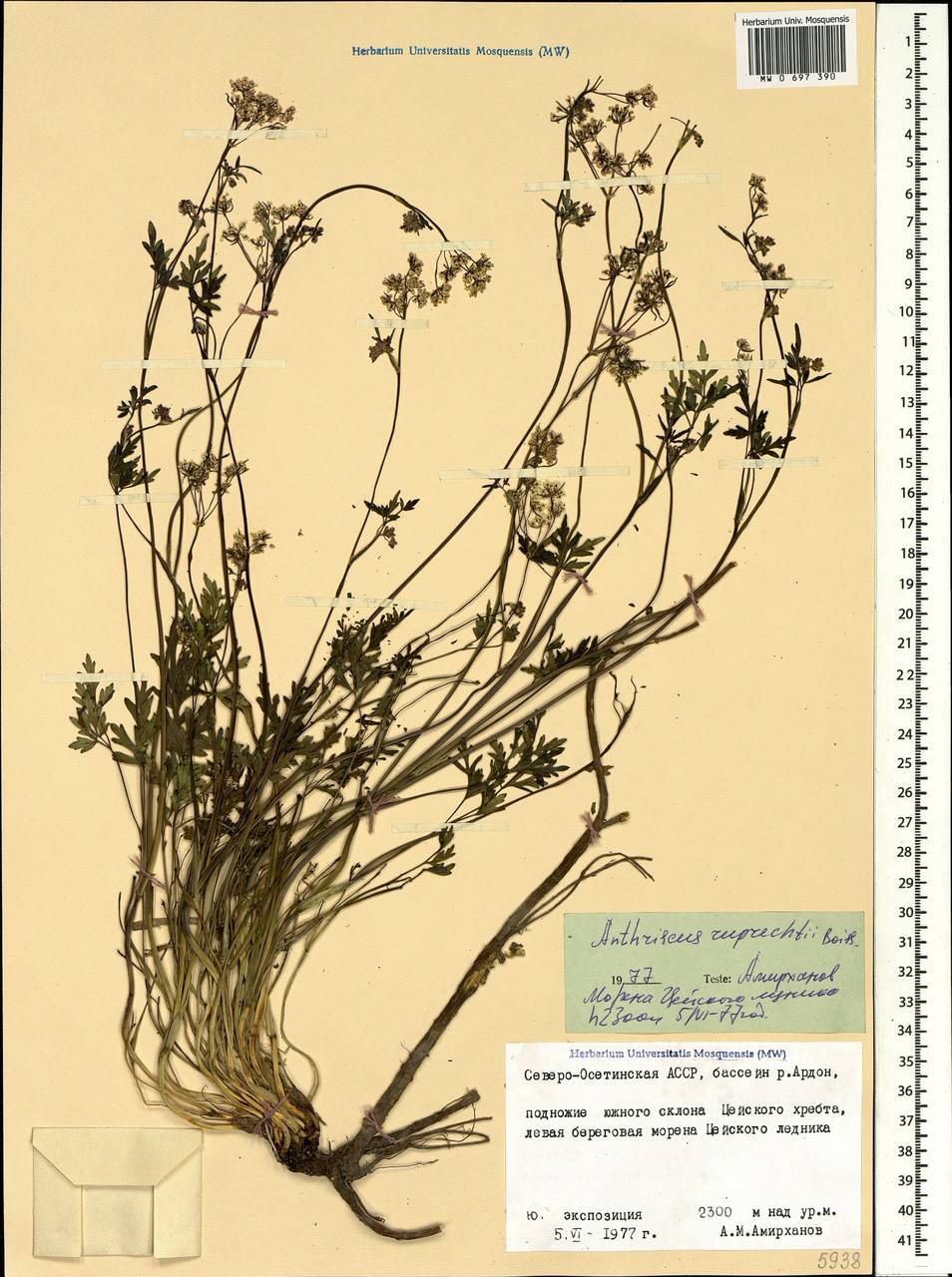 Купырь Рупрехта Boiss., Кавказ, Северная Осетия, Ингушетия и Чечня (K1c) (Россия)