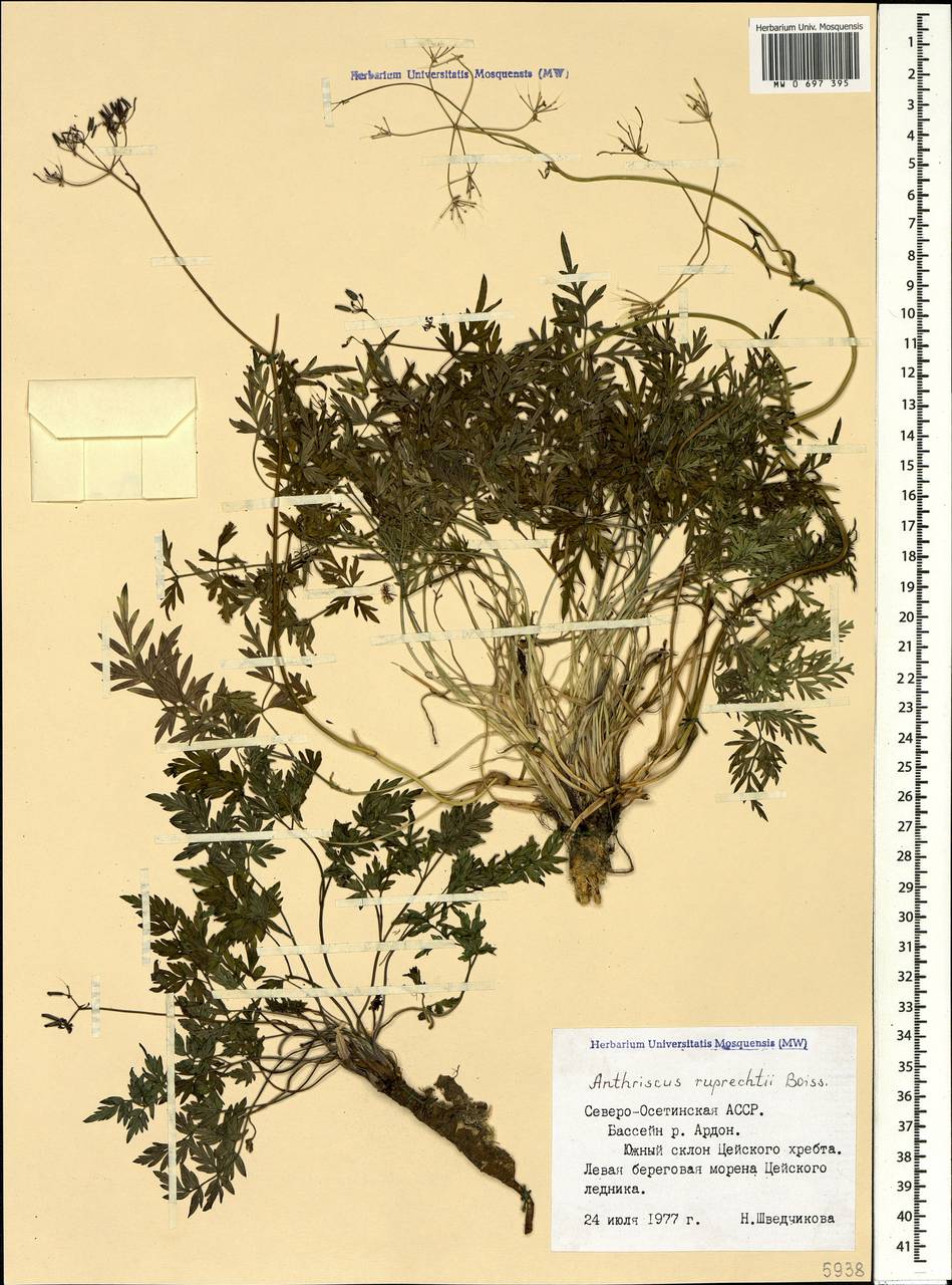 Купырь Рупрехта Boiss., Кавказ, Северная Осетия, Ингушетия и Чечня (K1c) (Россия)