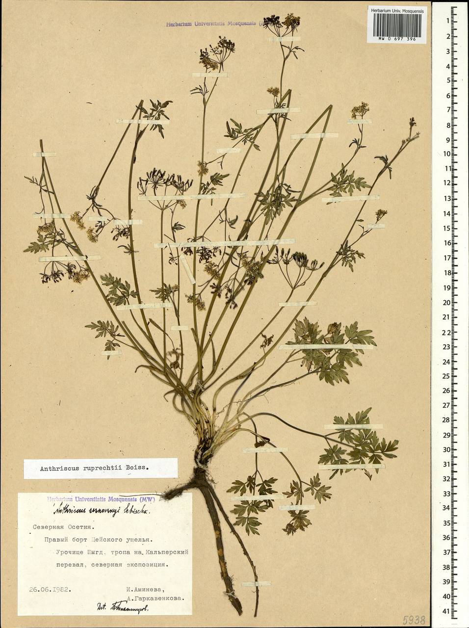 Купырь Рупрехта Boiss., Кавказ, Северная Осетия, Ингушетия и Чечня (K1c) (Россия)