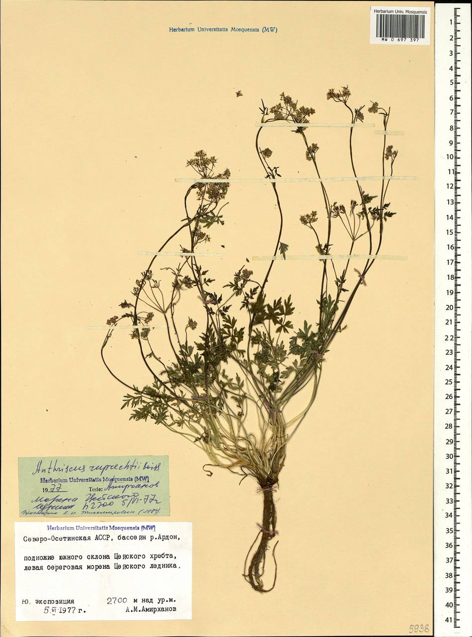 Купырь Рупрехта Boiss., Кавказ, Северная Осетия, Ингушетия и Чечня (K1c) (Россия)