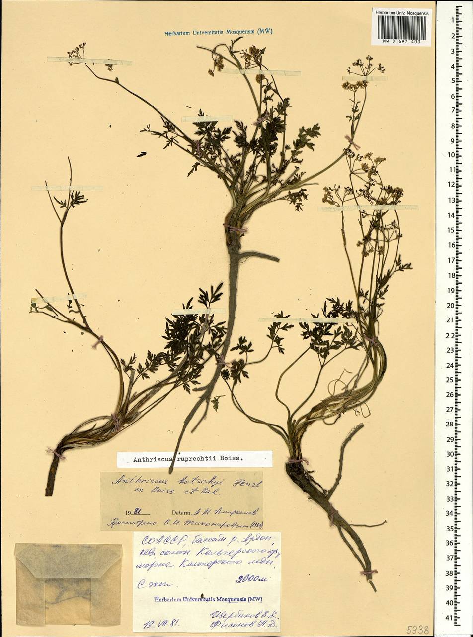 Купырь Рупрехта Boiss., Кавказ, Северная Осетия, Ингушетия и Чечня (K1c) (Россия)