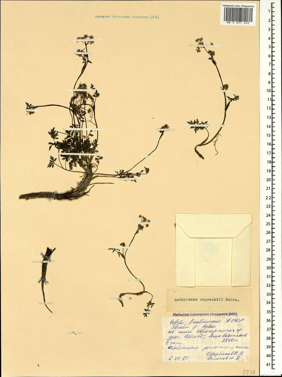 Купырь Рупрехта Boiss., Кавказ, Северная Осетия, Ингушетия и Чечня (K1c) (Россия)