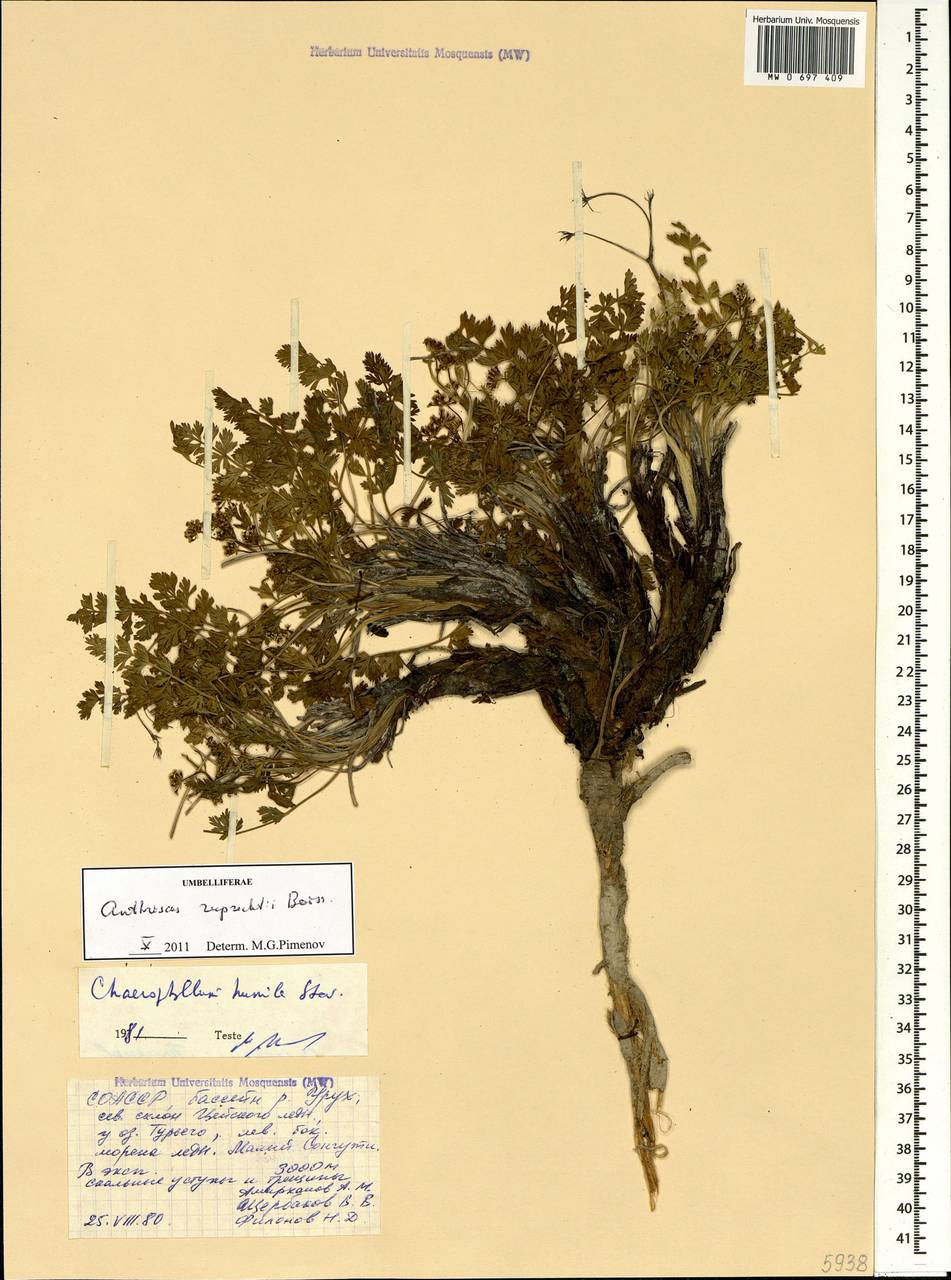 Купырь Рупрехта Boiss., Кавказ, Северная Осетия, Ингушетия и Чечня (K1c) (Россия)