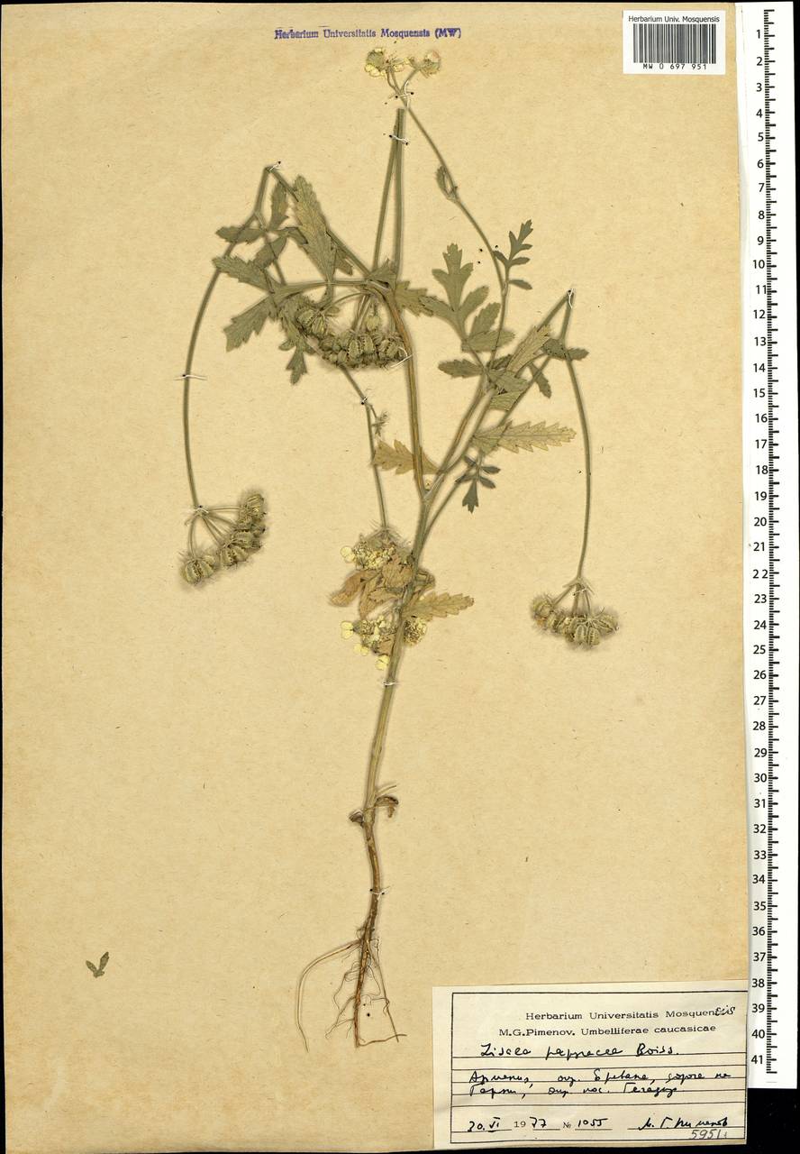 Лизея бумажная Boiss., Кавказ, Армения (K5) (Армения)