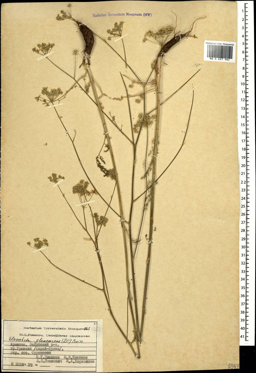 Скалигерия сизоватая (DC.) Boiss., Кавказ, Армения (K5) (Армения)