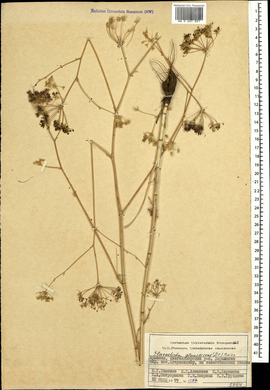 Скалигерия сизоватая (DC.) Boiss., Кавказ, Армения (K5) (Армения)