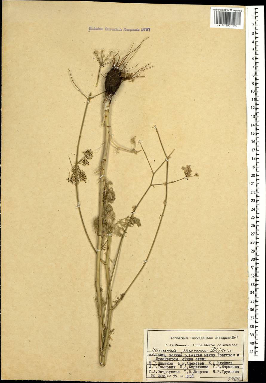 Скалигерия сизоватая (DC.) Boiss., Кавказ, Армения (K5) (Армения)