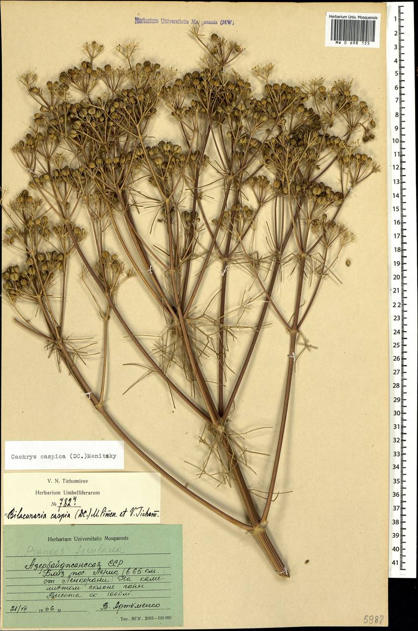 Двулакунница каспийская (DC.) Pimenov & V.N.Tikhom., Кавказ, Азербайджан (K6) (Азербайджан)